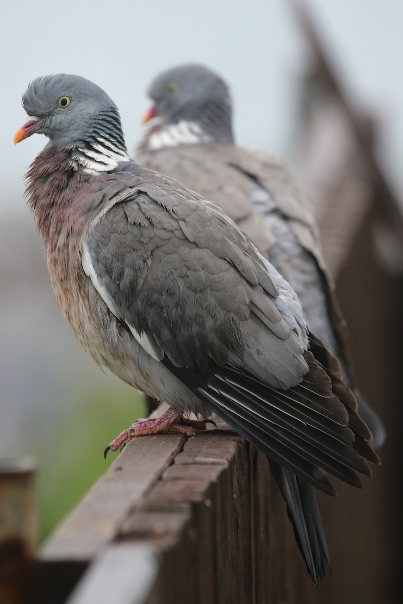 Common Wood-Pigeon - ML581066351