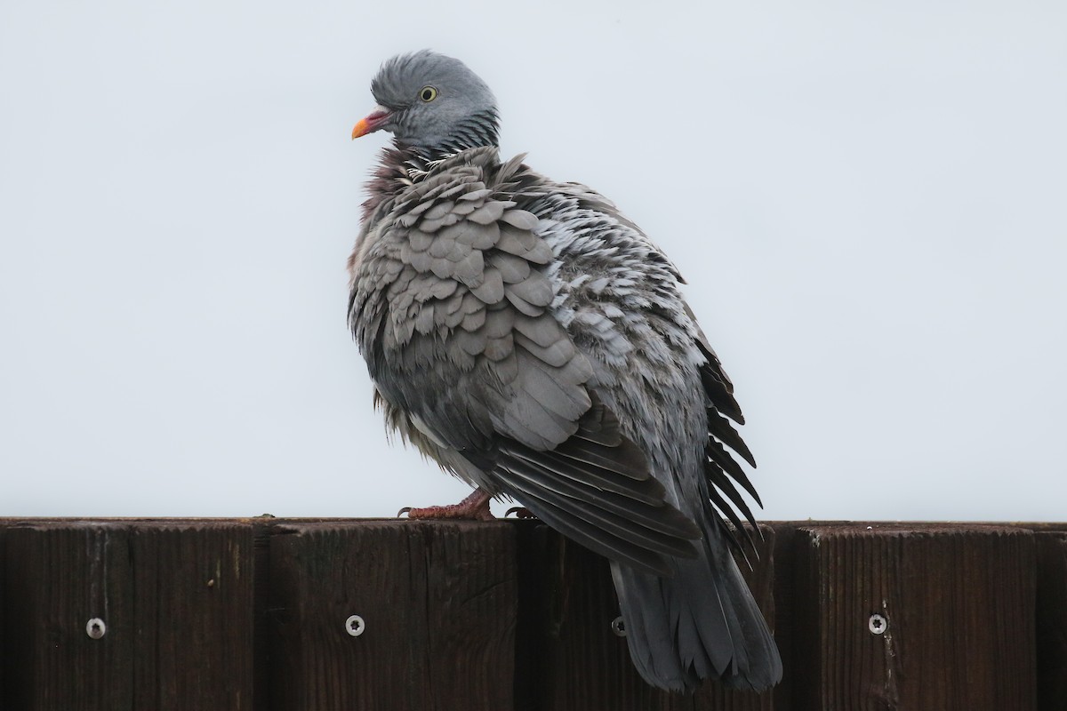 Common Wood-Pigeon - ML581066391
