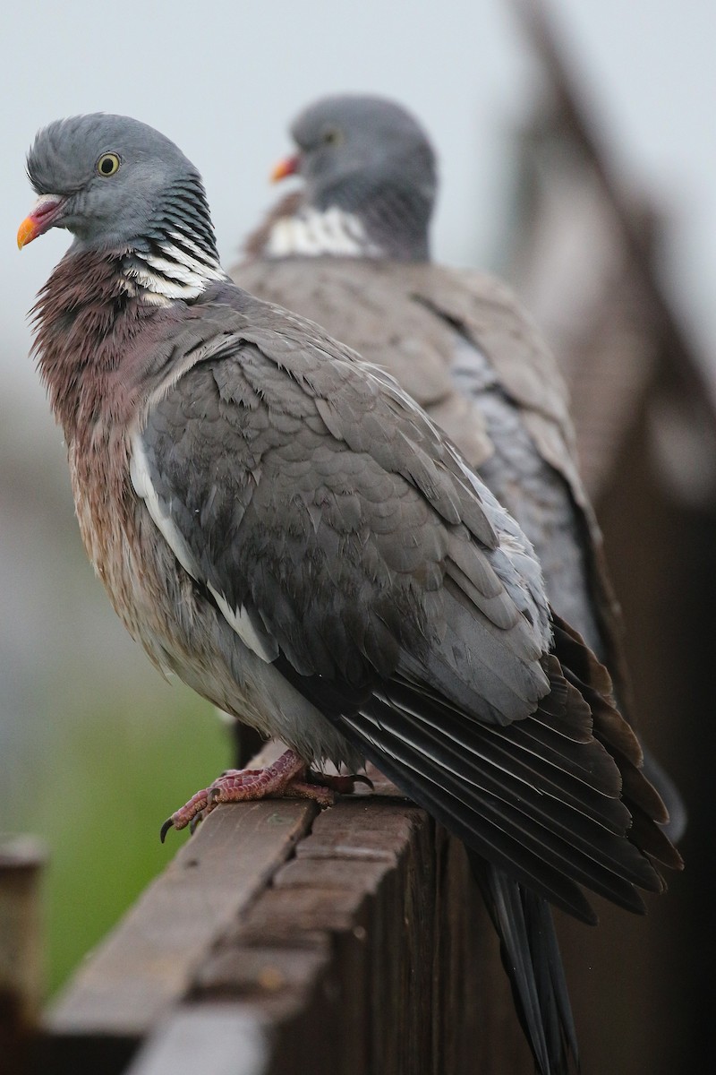 Common Wood-Pigeon - ML581066401