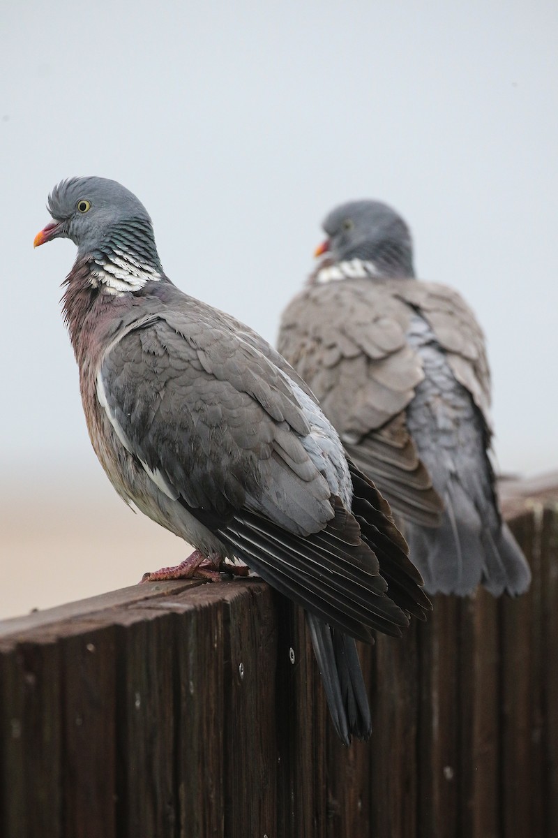 Common Wood-Pigeon - ML581066411