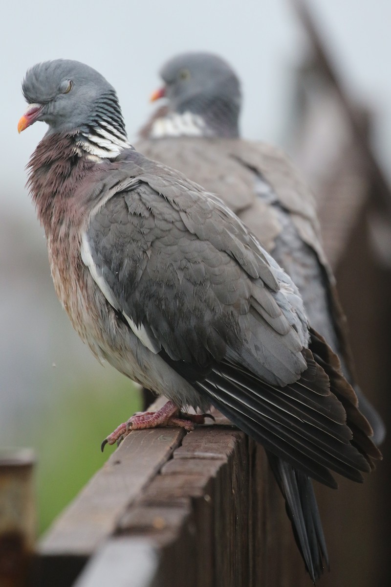 Common Wood-Pigeon - ML581066421