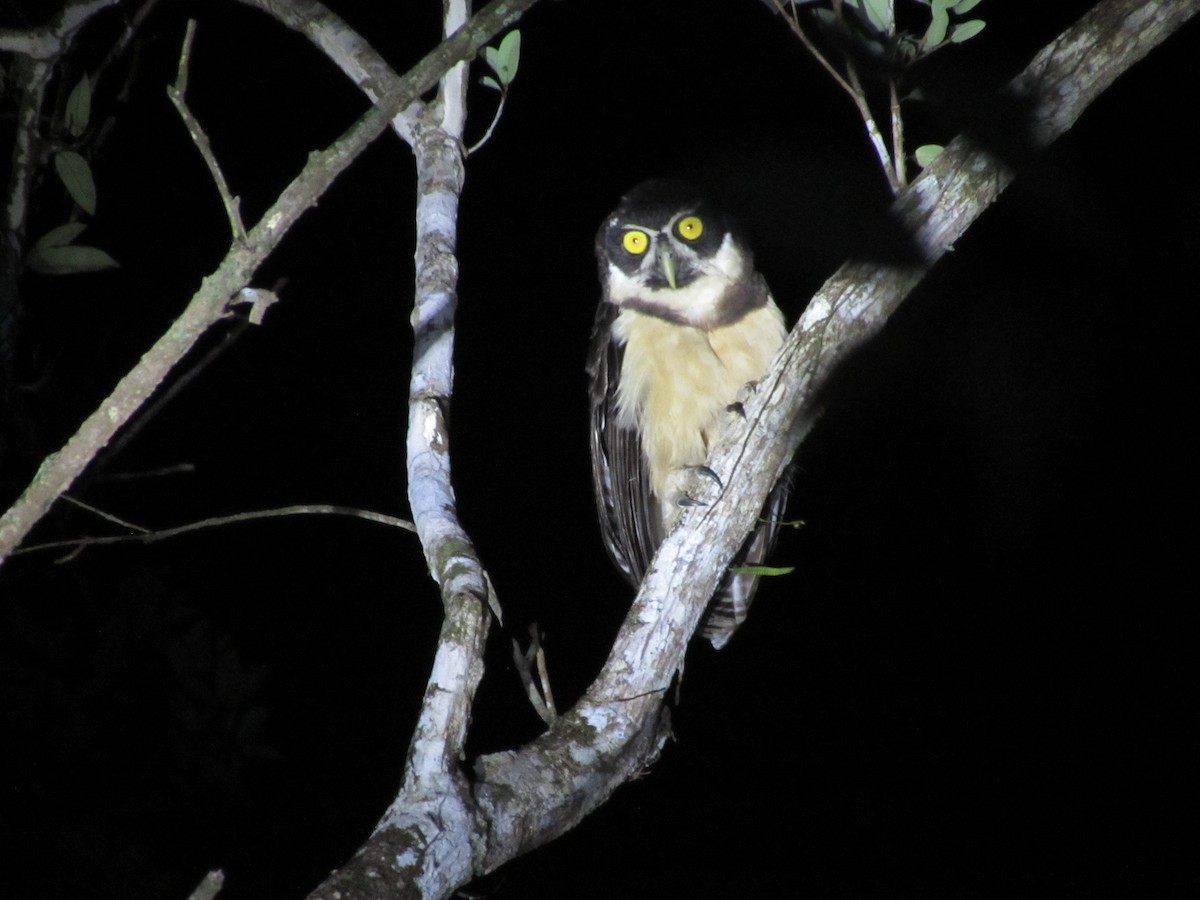 Spectacled Owl - ML581067191