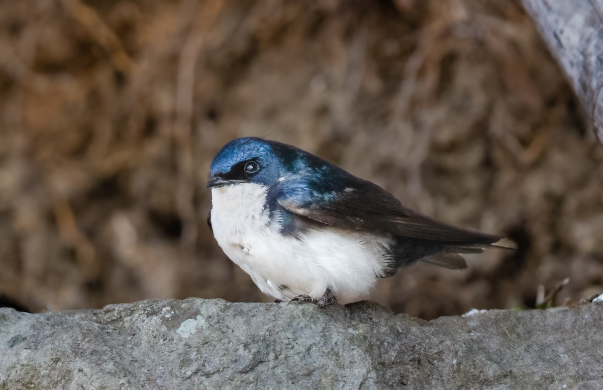 Blue-and-white Swallow - ML581067971