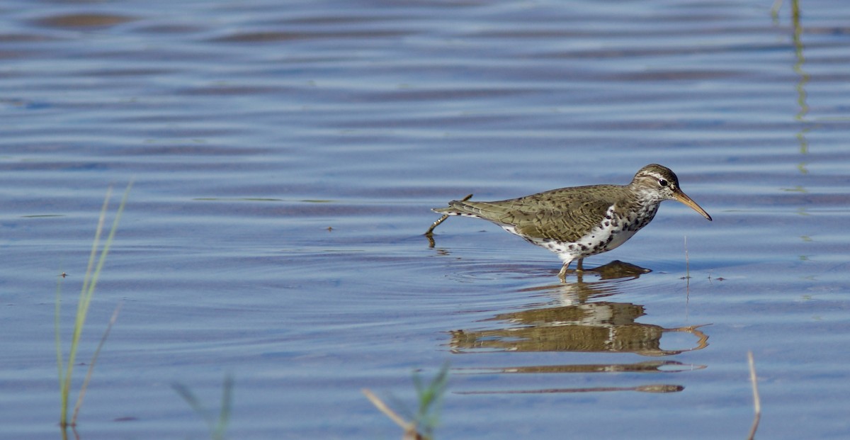 Spotted Sandpiper - Lance Runion 🦤