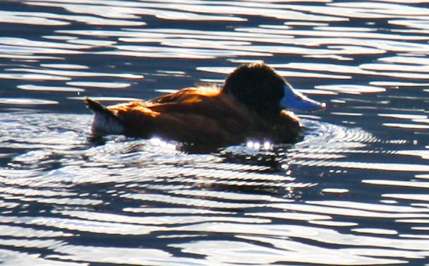 Andean Duck - ML58107221