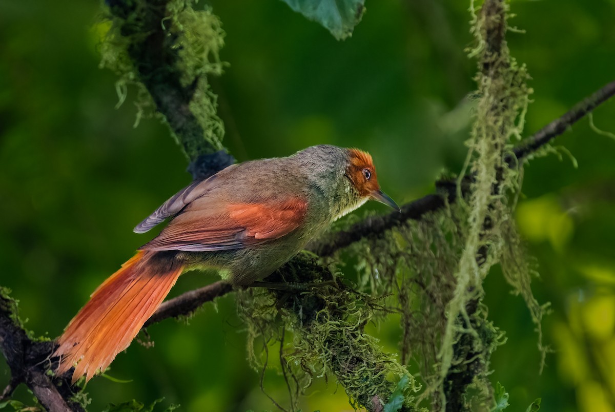 Red-faced Spinetail - ML581072431