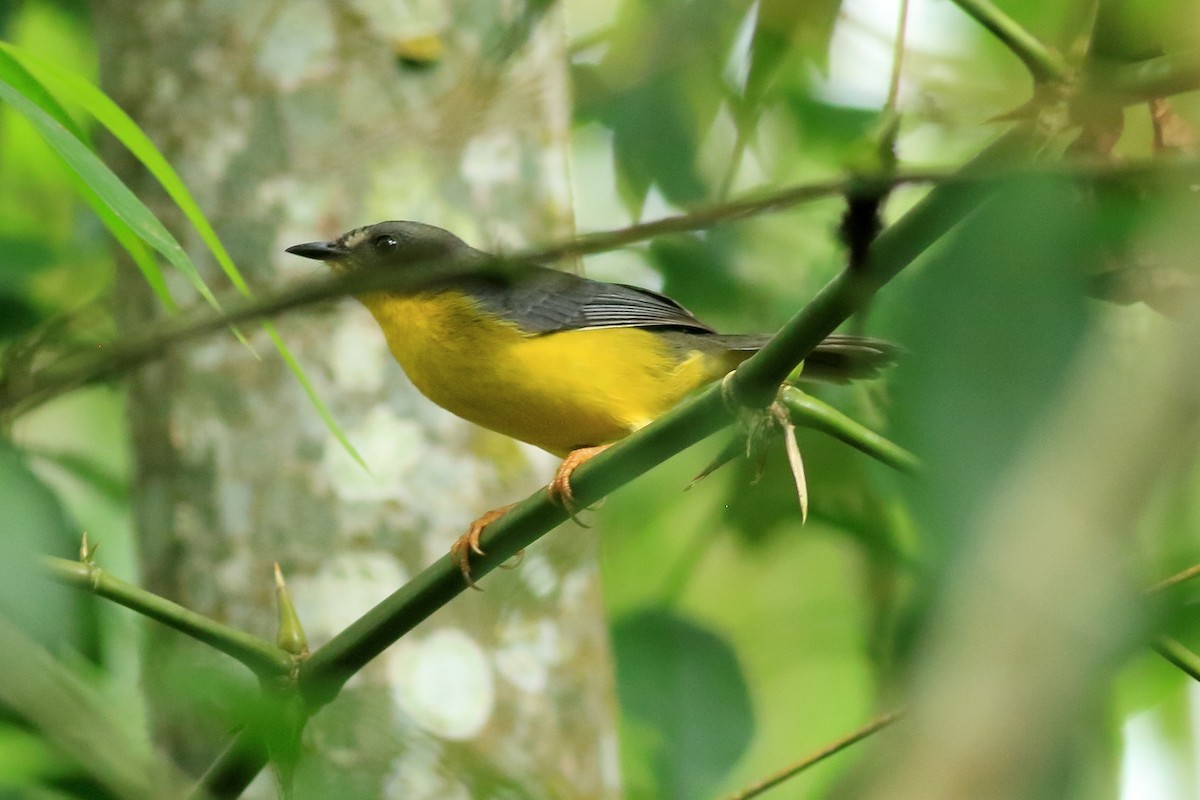 Gray-and-gold Warbler - ML581073161
