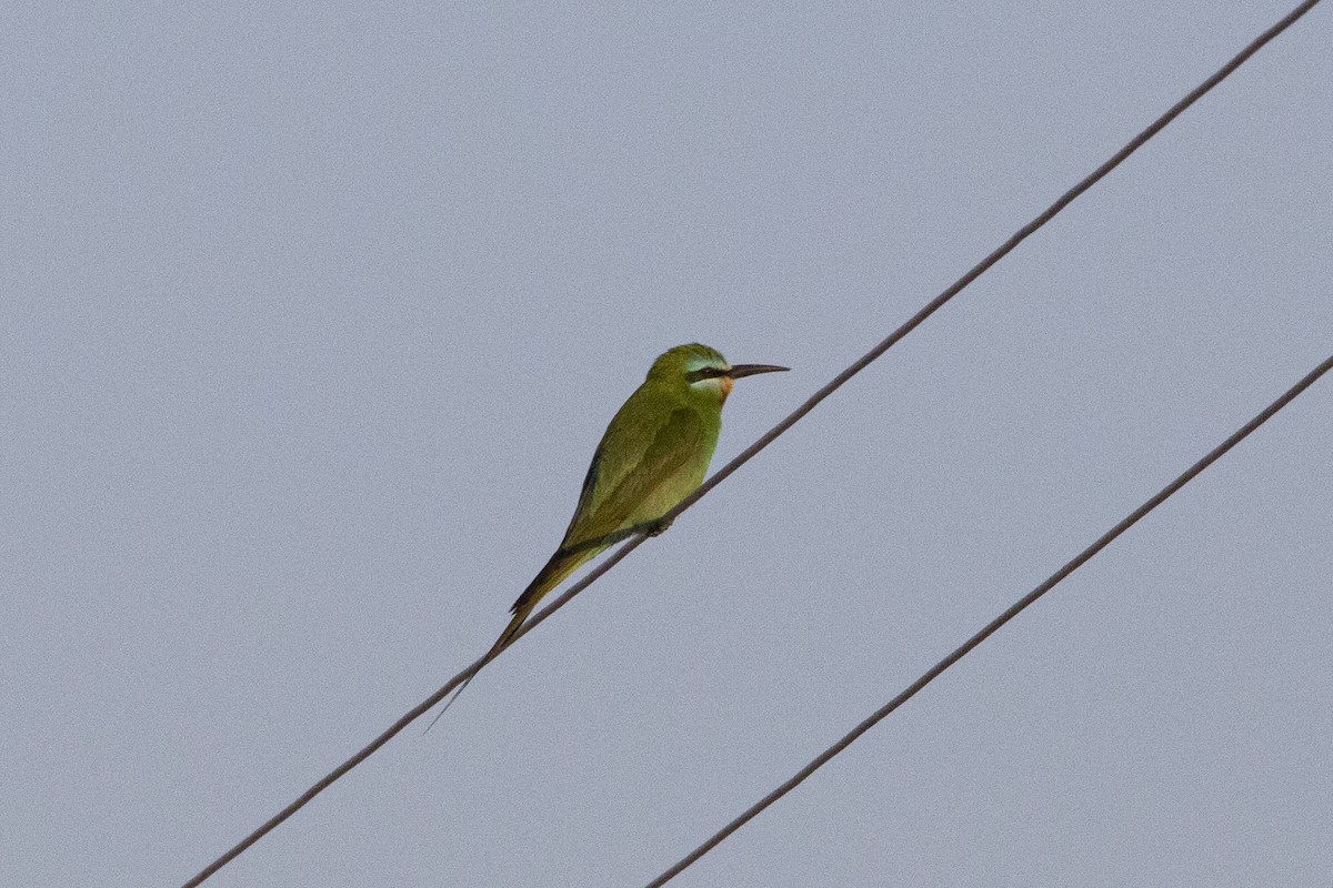 Blue-cheeked Bee-eater - ML581073691
