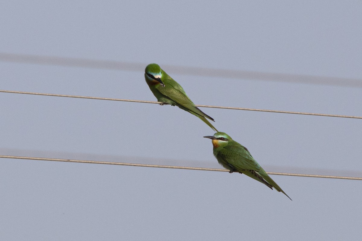 Blue-cheeked Bee-eater - ML581073761