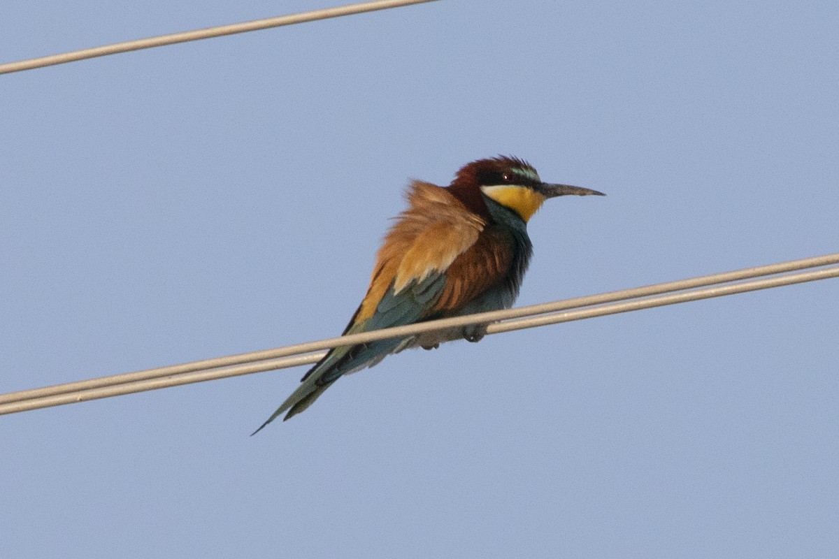 European Bee-eater - ML581073881