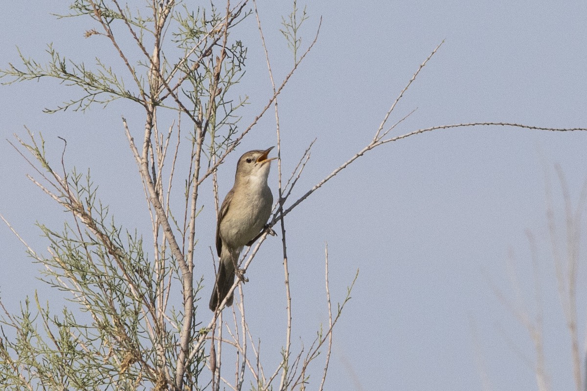 Common Reed Warbler - Nazes Afroz