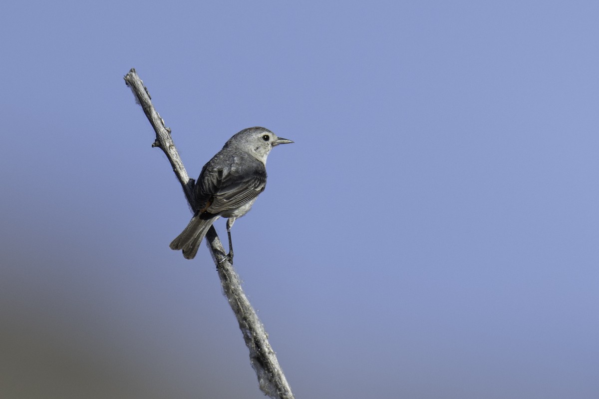 Lucy's Warbler - ML581081201
