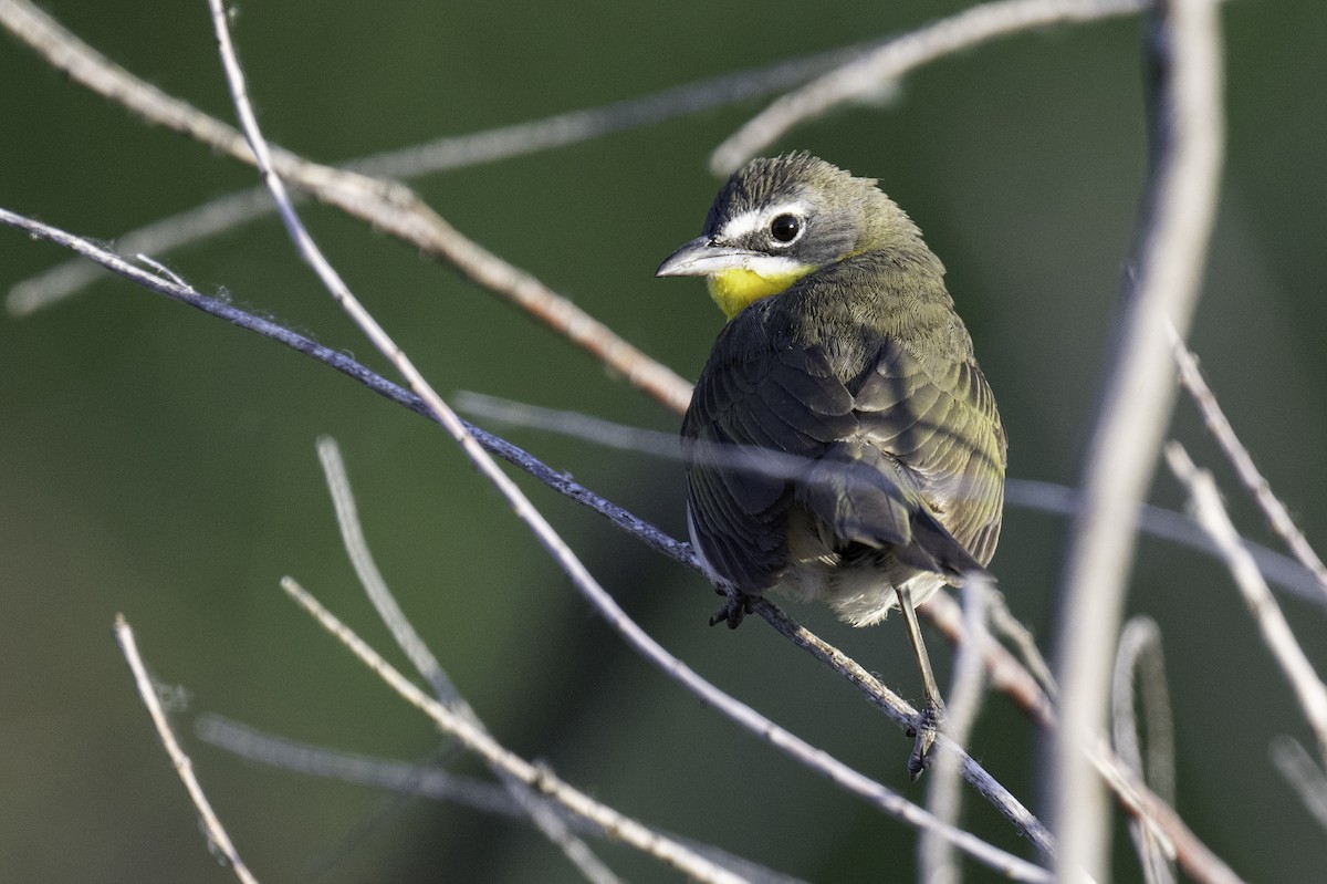 Yellow-breasted Chat - ML581081721