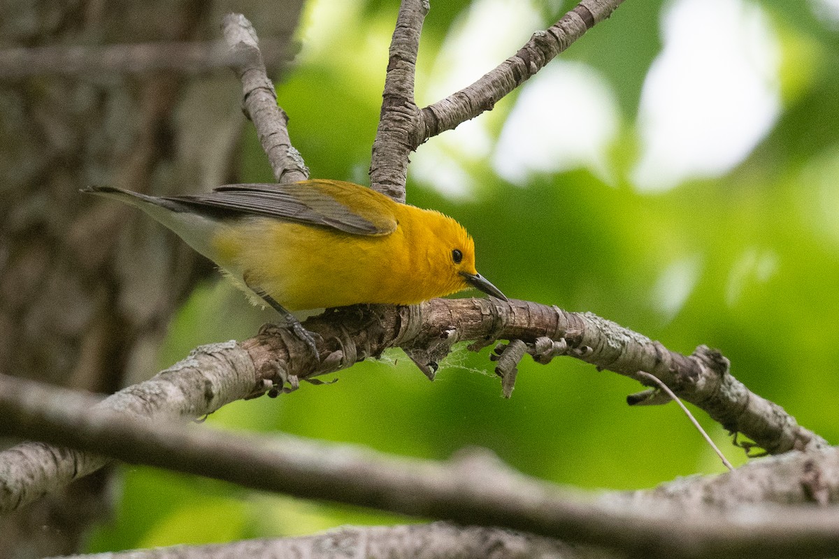 Prothonotary Warbler - ML581082291