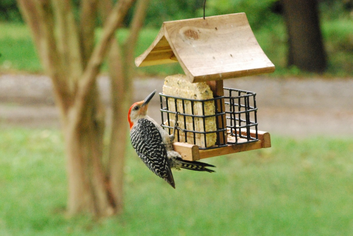 Red-bellied Woodpecker - Ben Fisher