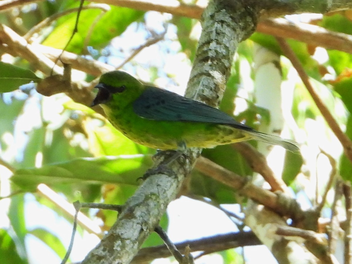 Dotted Tanager - ML581086221
