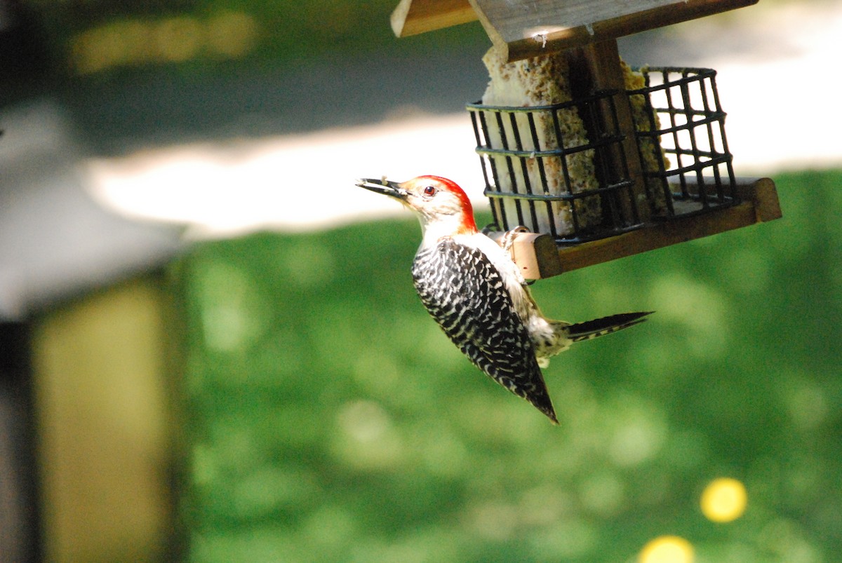 Red-bellied Woodpecker - ML58108651
