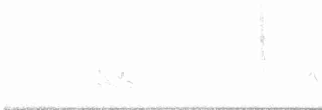 Дятел-смоктун жовточеревий x білочеревий - ML581088021