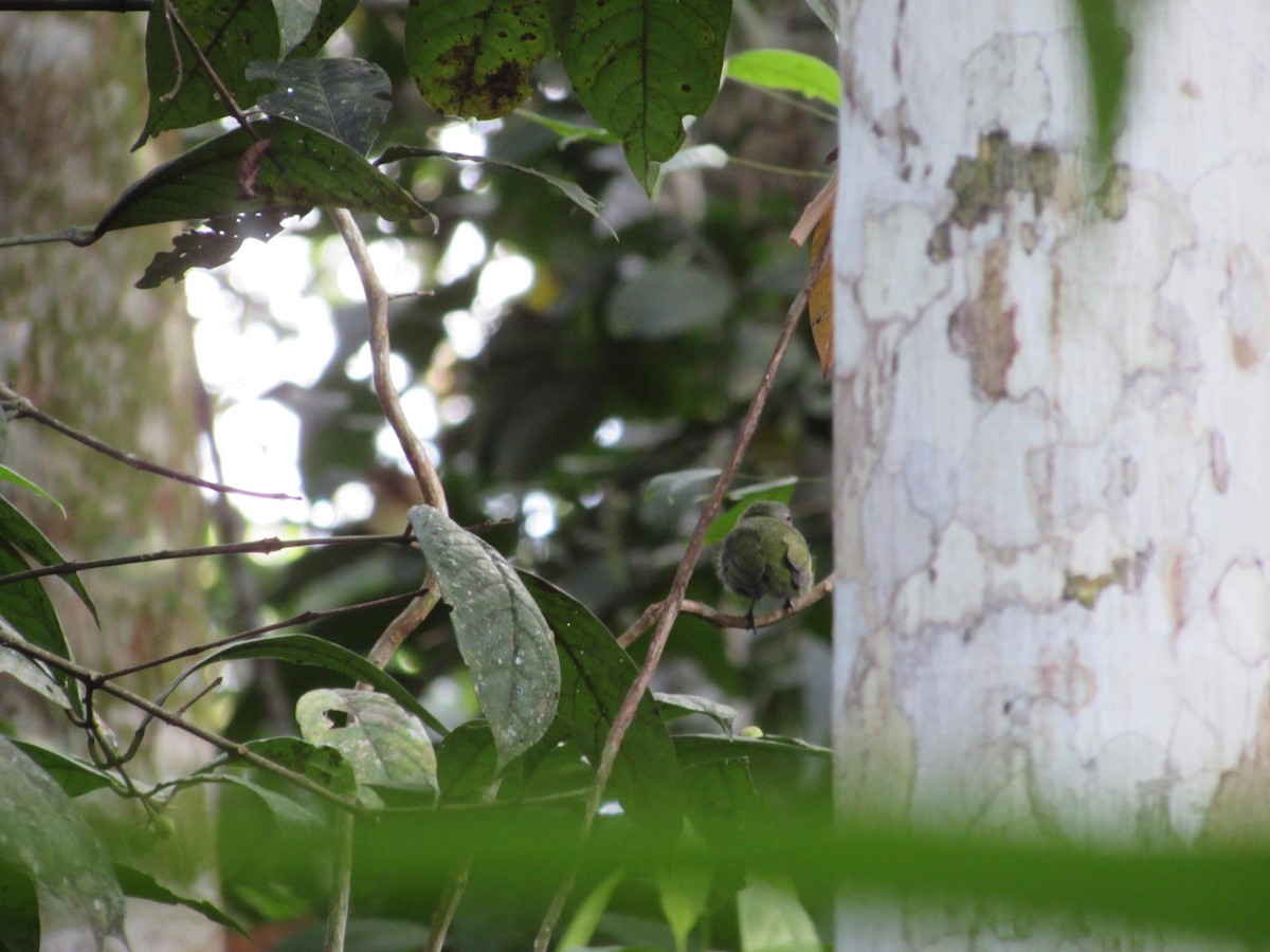 White-crowned Manakin (Guianan) - ML581090711