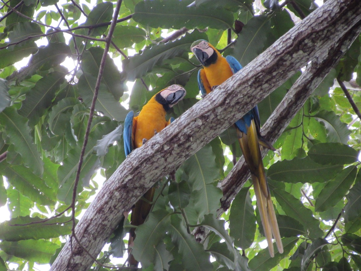 Blue-and-yellow Macaw - ML581091571