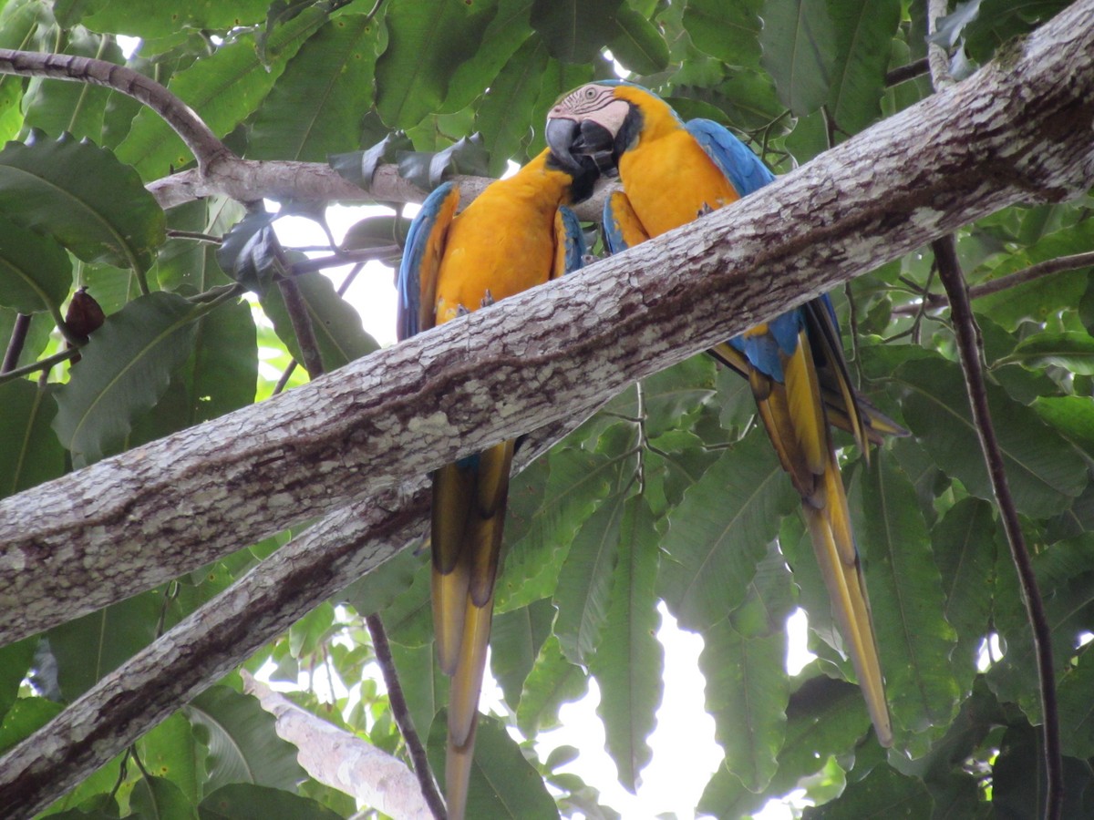 Blue-and-yellow Macaw - ML581091581
