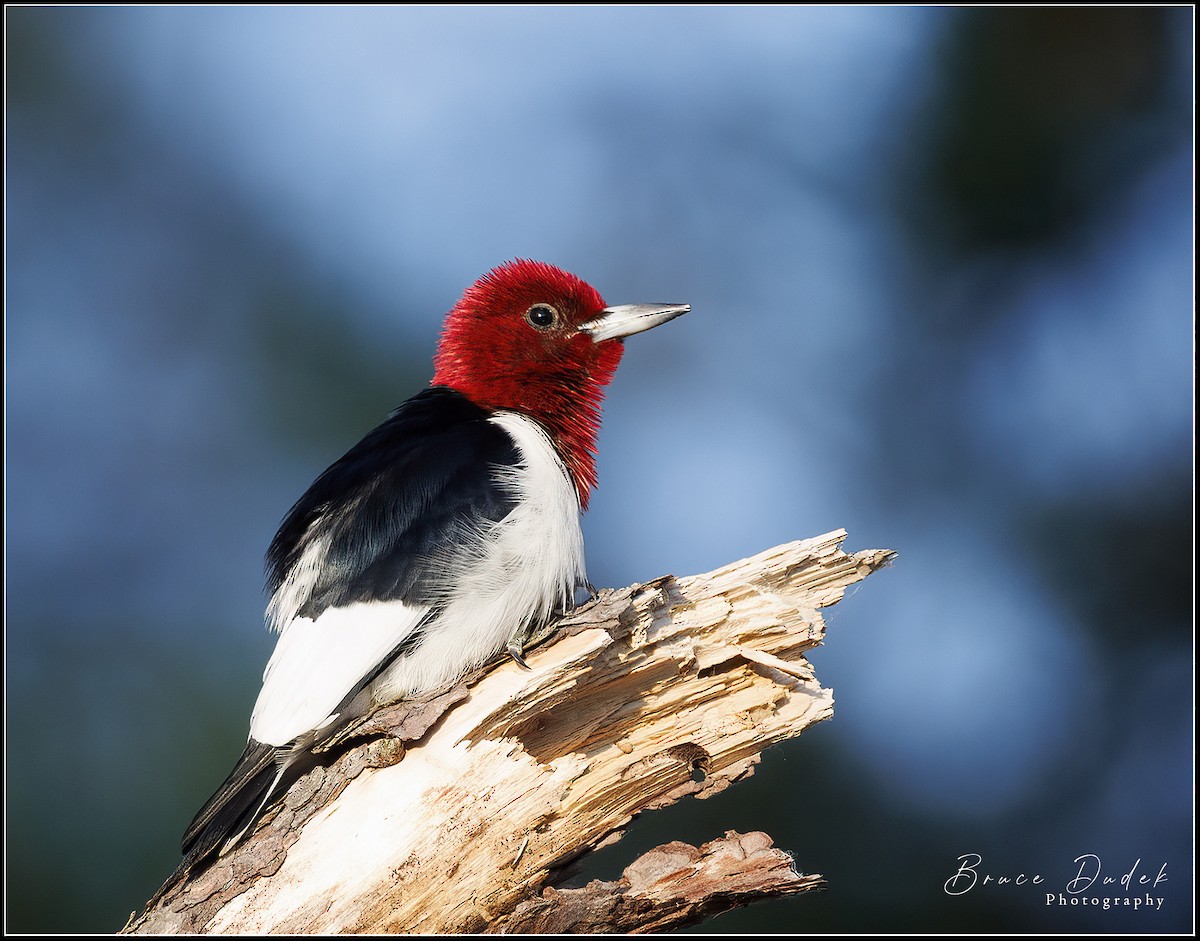Red-headed Woodpecker - ML581092071