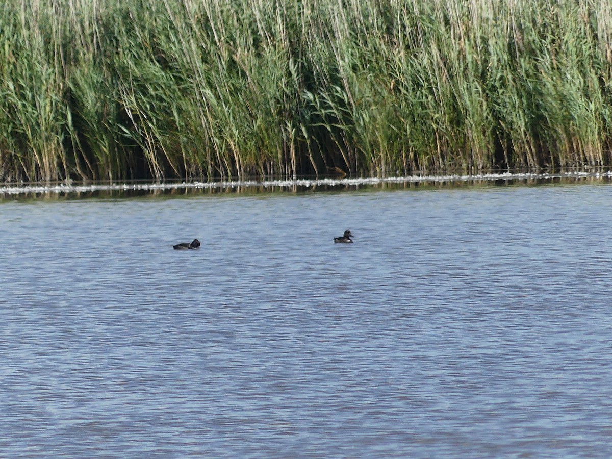 Tufted Duck - ML581092581