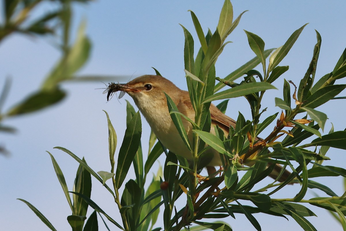 Common Reed Warbler - ML581094091