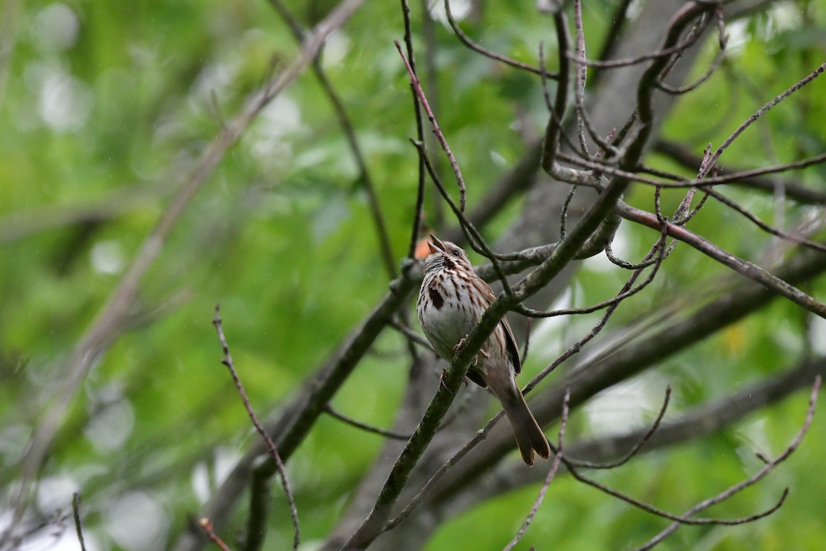 Song Sparrow - ML581098551