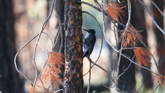 Black-backed Woodpecker - ML581098781