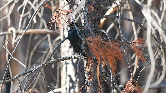 Black-backed Woodpecker - ML581098791