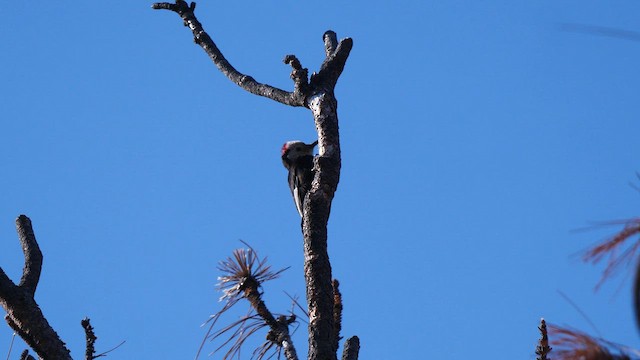 White-headed Woodpecker - ML581099371