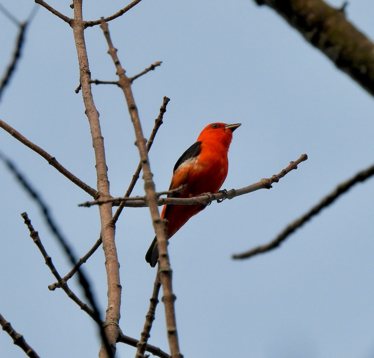 Scarlet Tanager - ML581100511