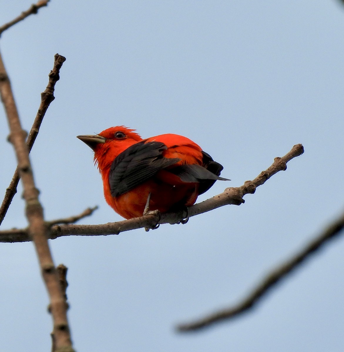 Scarlet Tanager - ML581100681