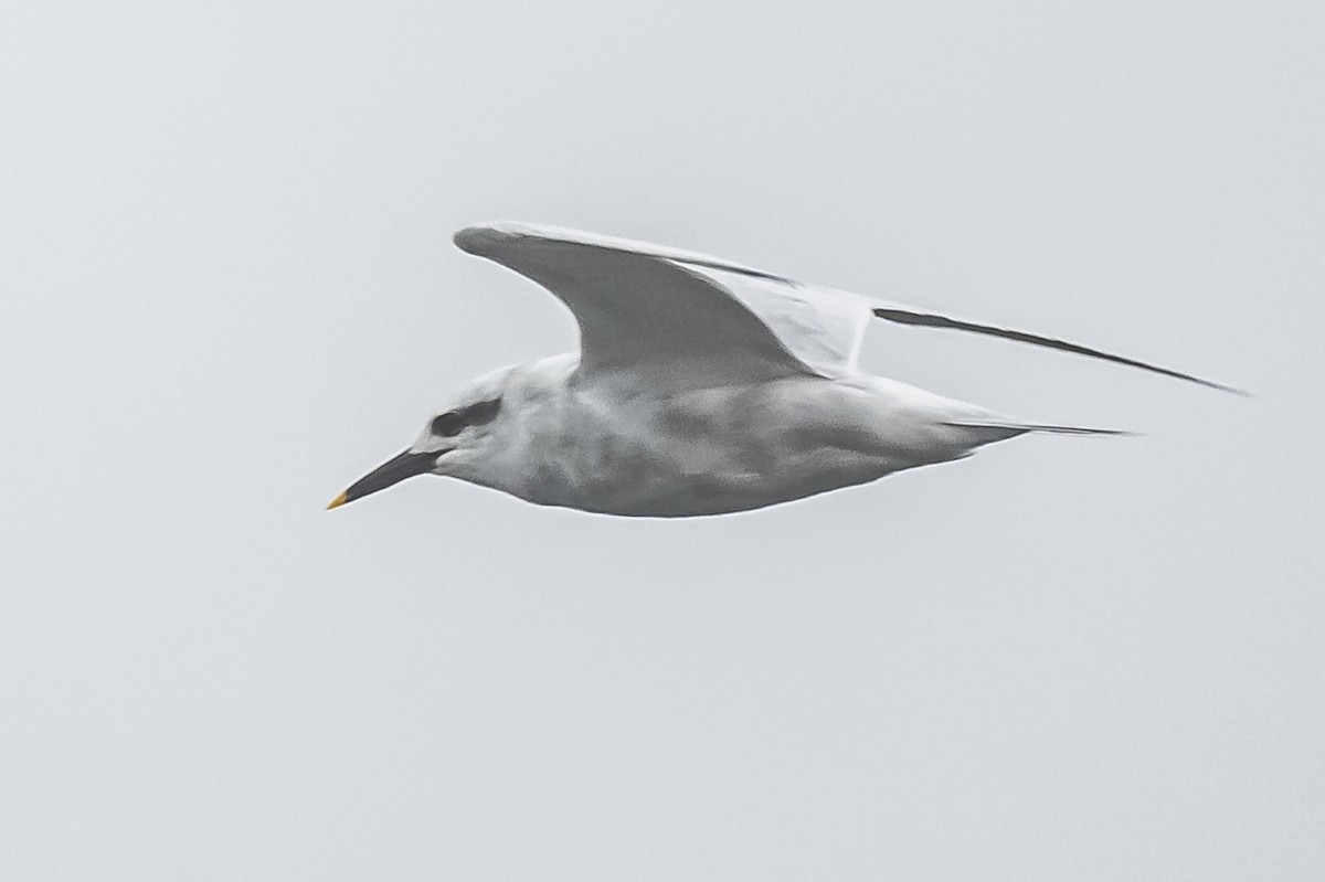 Snowy-crowned Tern - ML581100931