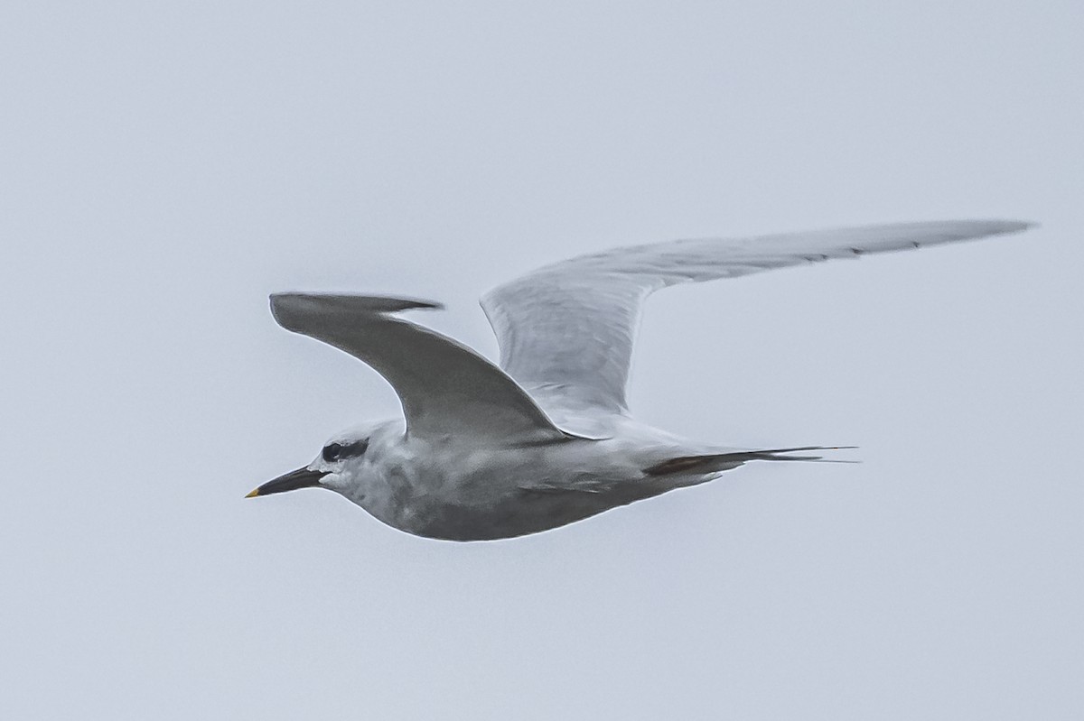 Snowy-crowned Tern - ML581101811