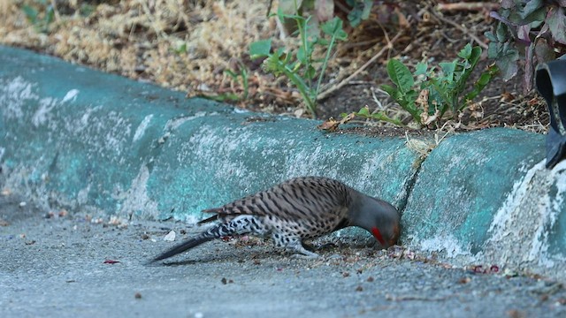 Northern Flicker (Red-shafted) - ML581105761