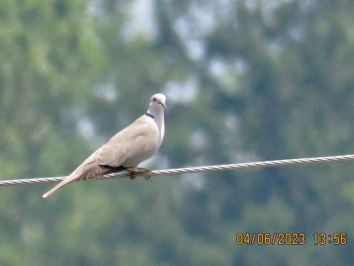Eurasian Collared-Dove - ML581110401