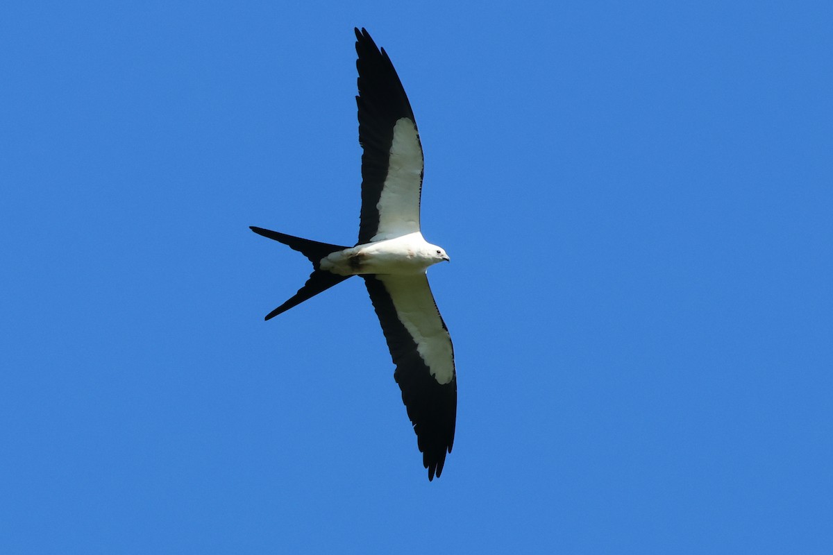 Swallow-tailed Kite - ML581110661