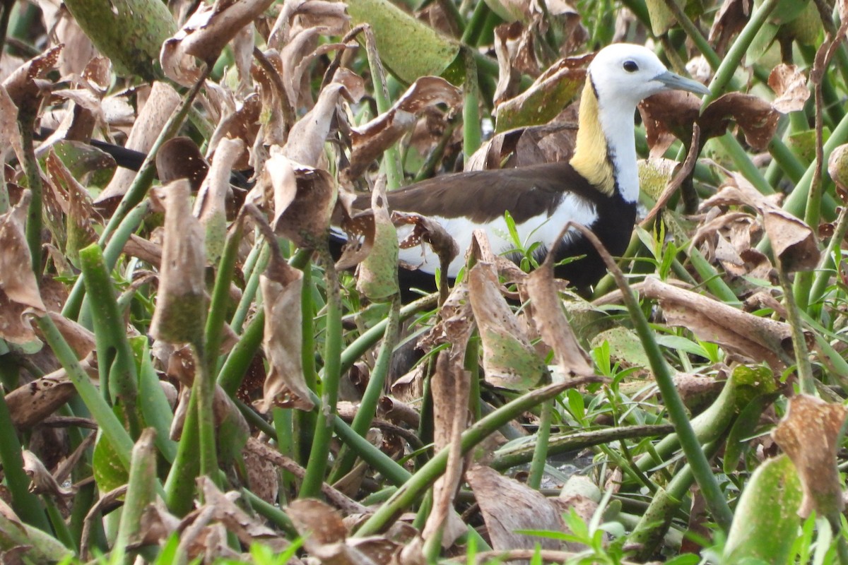Pheasant-tailed Jacana - ML581111821