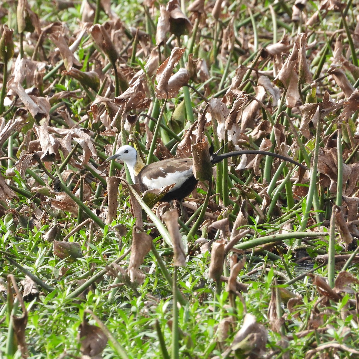 Pheasant-tailed Jacana - ML581111831
