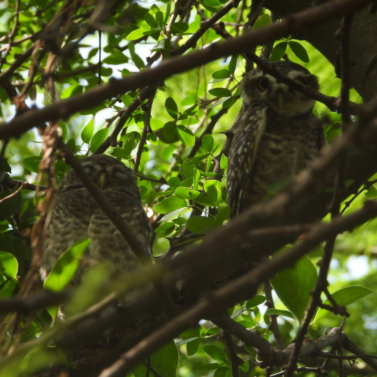 Spotted Owlet - ML581112351