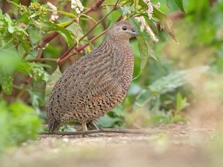 Brown Quail - Synoicus ypsilophorus - Birds of the World