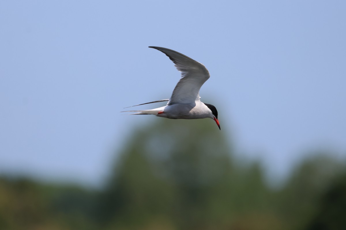 Common Tern - ML581114371