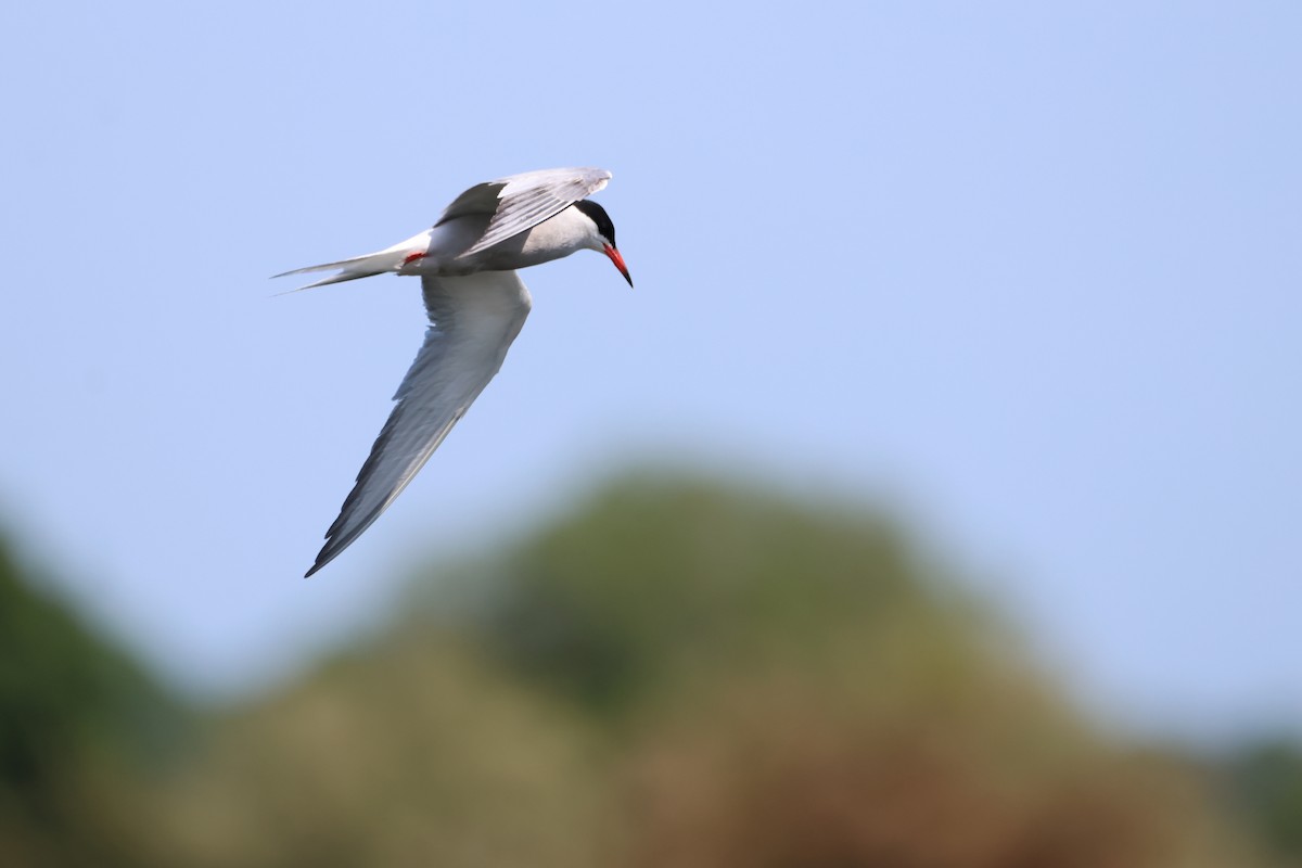 Common Tern - ML581114381