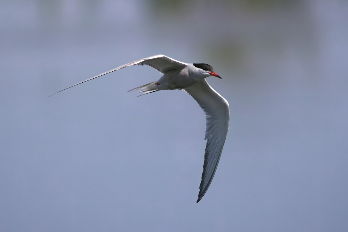 Common Tern - ML581114411