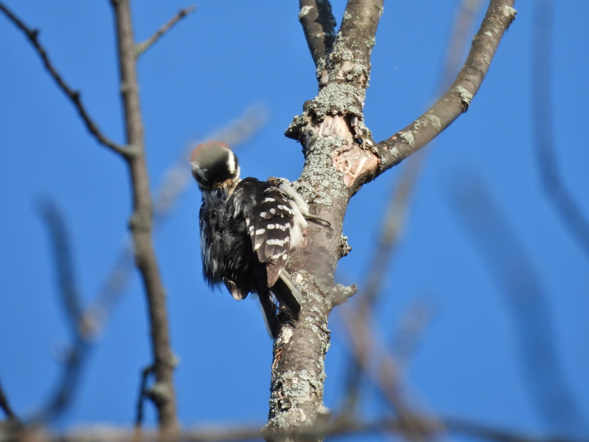 Downy Woodpecker - ML581115681