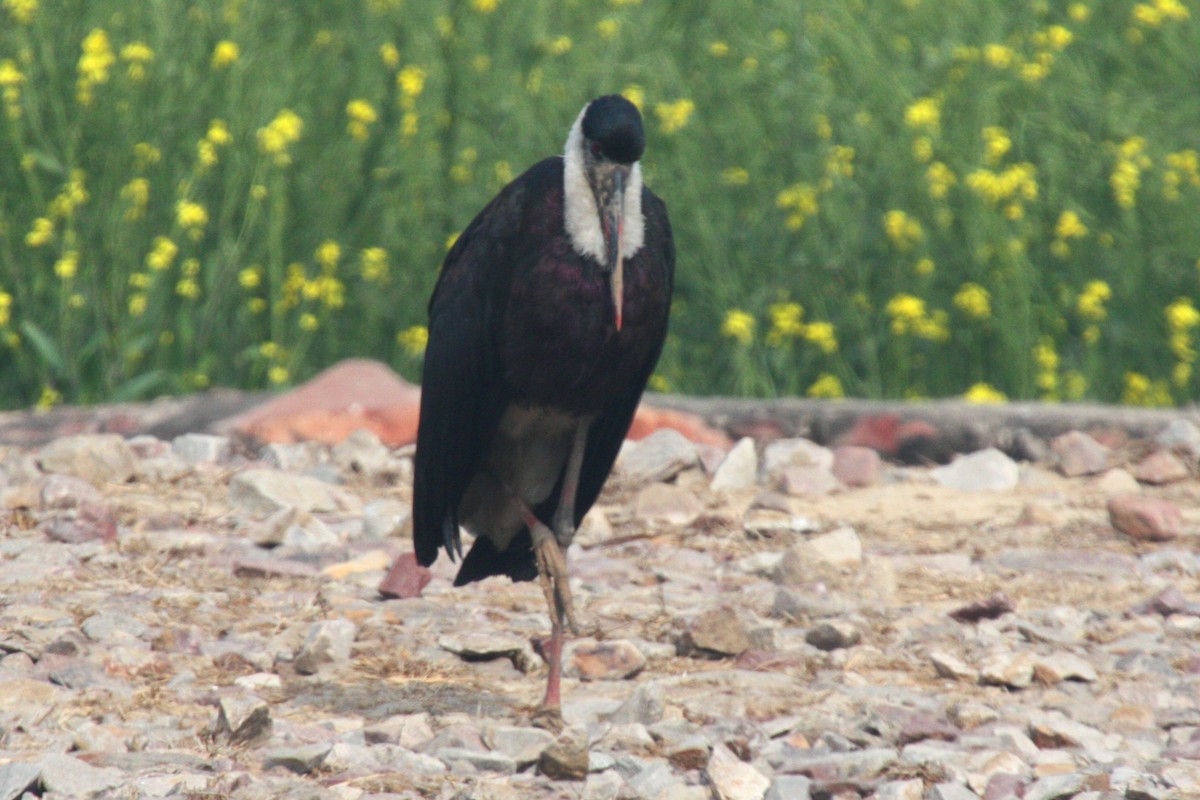 Asian Woolly-necked Stork - ML581115731
