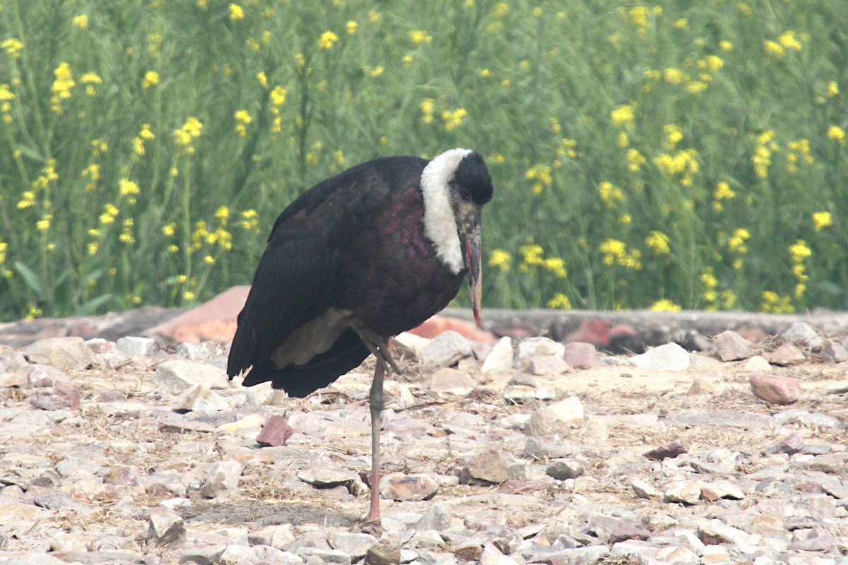 Asian Woolly-necked Stork - ML581115741