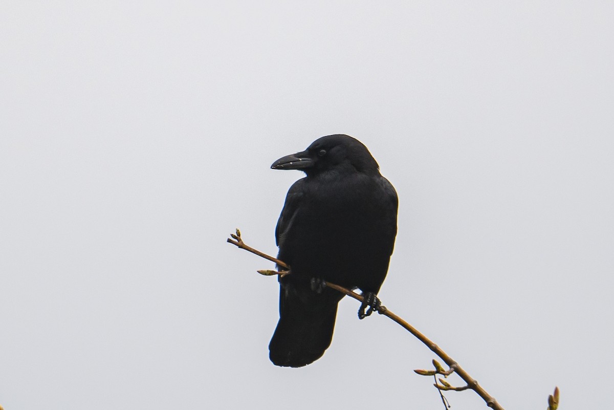 American Crow - ML581115761
